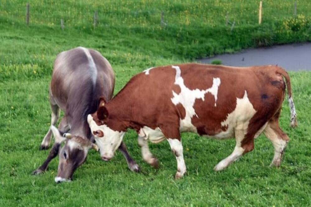 Según los familiares, el menor fue golpeado por una vaca en la comunidad del Carrizal, y debido a la cercanía con Culiacán, determinaron trasladarlo con urgencia al Hospital Pediátrico de Sinaloa. Imagen ilustrativa