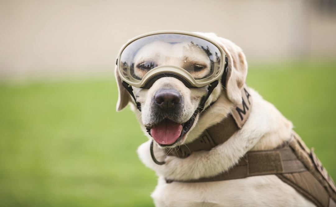 Frida es la labrador que ayudó en las labores de rescate de las víctimas del sismo del pasado 19 de septiembre. (Foto: Alan Carranza / El Universal) 