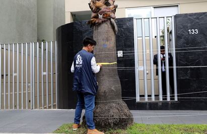 PAOT entrega diagnósticos fitosanitarios de 203 árboles en MH y ÁO