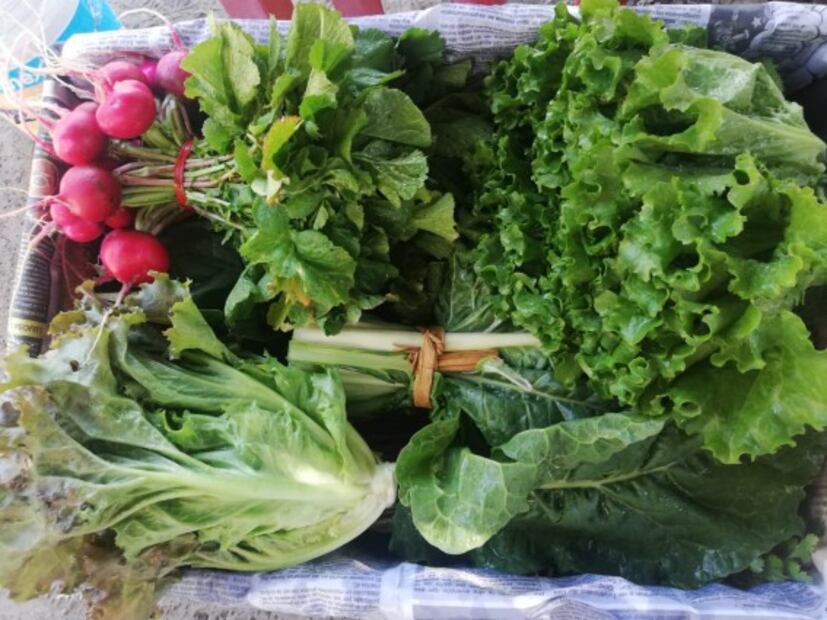 Por Covid-19, chinamperos de Xochimilco llevarán sus verduras a domicilio 