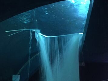 Tiburonario de Mazatlán sufre fuga de agua