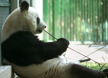 Crean fondo para mejorar los zoológicos capitalinos