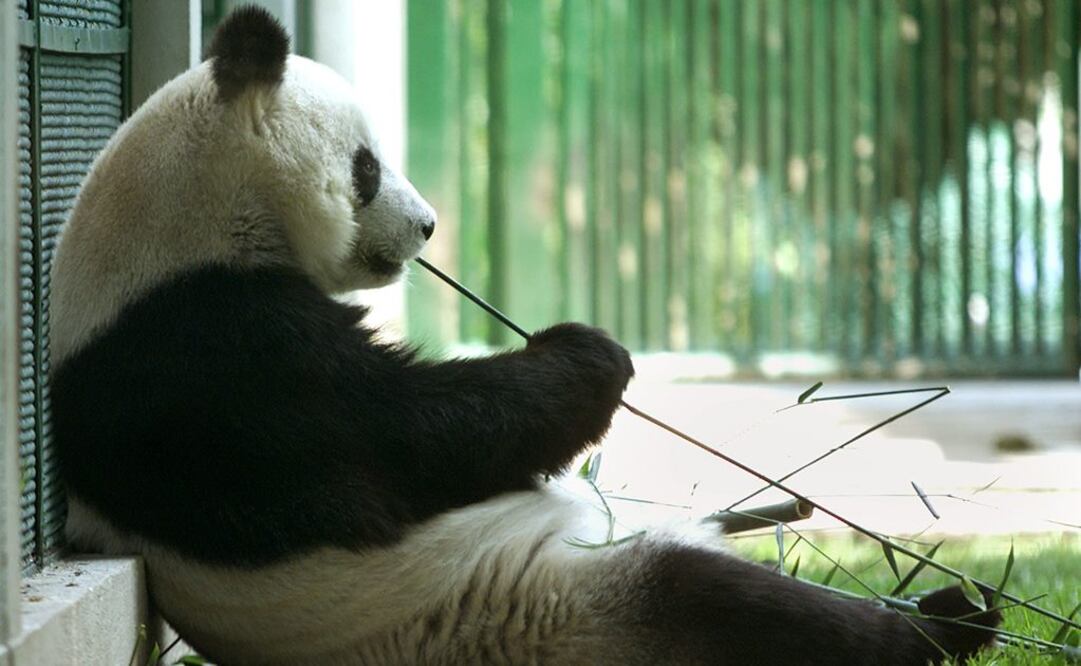 Crean fondo para mejorar los zoológicos capitalinos