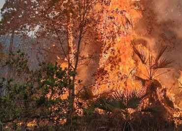 Incendio forestal azota Reserva de la Biosfera Cuicatlán; hay 11 siniestros activos en Oaxaca