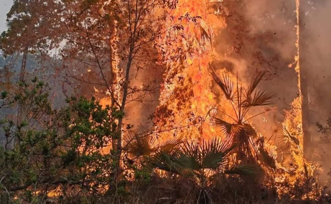 Incendio forestal activo en la Reserva de la Biosfera Tehuacán-Cuicatlán en Oaxaca (08/05/2025). Foto: Especial