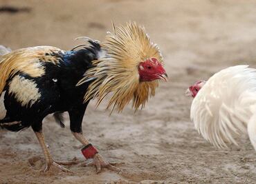 Aprueban en Tekax, Yucatán, peleas de gallos como algo cultural