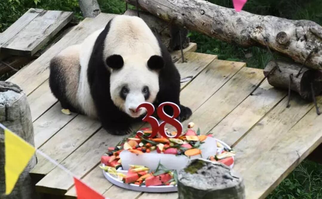 Xin Xing, panda que ayudó a salvar a su especie de la extinción, en su celebración de 38 años. Fotos: La Nación