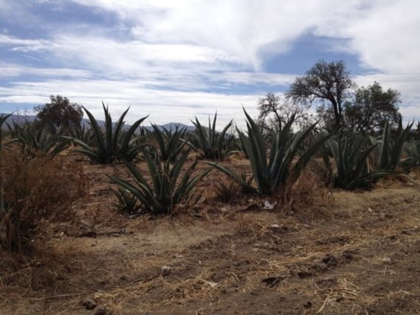 Conoce las amenazas que enfrentan los agaves mexicanos