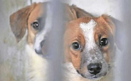 Neza va contra maltrato animal