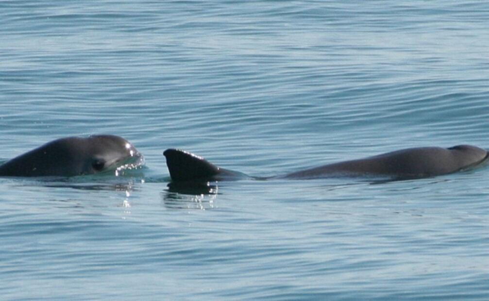 7 increíbles animales que están en peligro de extinción y habitan en México 