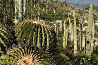 Tehuacán-Cuicatlán: la maravilla que no pudo ser Patrimonio Mundial