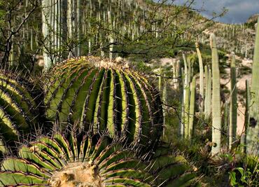Tehuacán-Cuicatlán: la maravilla que no pudo ser Patrimonio Mundial