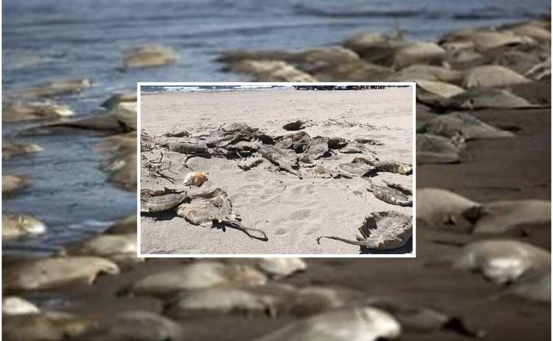 Mantarrayas mutiladas en Huatabampo, Sonora. Fotos: Redes sociales