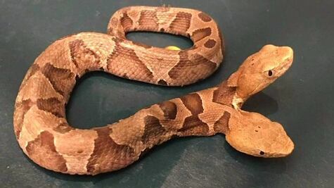 Hallan extraña serpiente de dos cabezas en jardín de una casa en EU