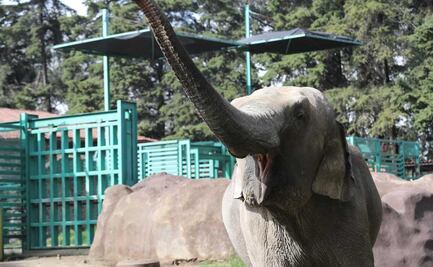 Elefante Big Boy tendrá a elefanta Bireki por compañera, tras vivir en el zoológico de Zacango
