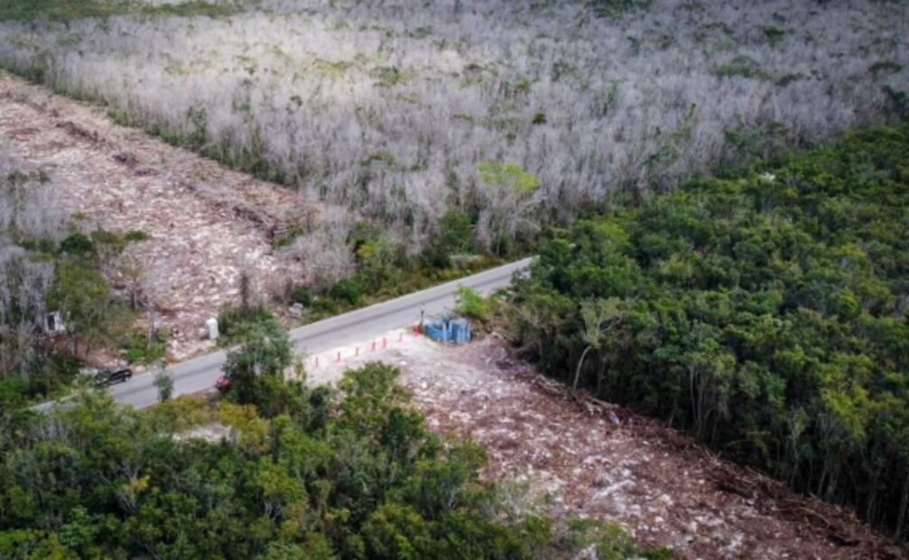 Tren Maya: Activistas hablan sobre "Sélvame Del Tren" y la intervención de famosos