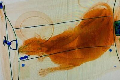 Rayos X expone a un gato dentro de una valija en un aeropuerto de EU: ¡es un error catastrófico!