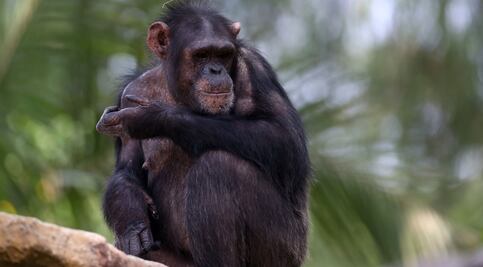 A través de muestras de ADN, científicos intentan luchar contra el tráfico ilegal de chimpancés 