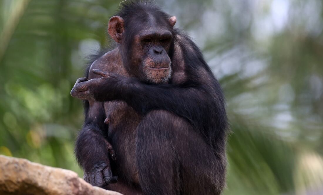 Foto: EFE/Esteban Biba, archivo