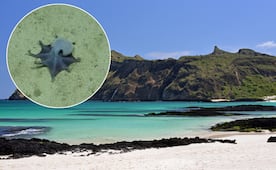 Científicos descubren nueva especie de pulpo diminuto; ¿qué se sabe de este ser vivo?