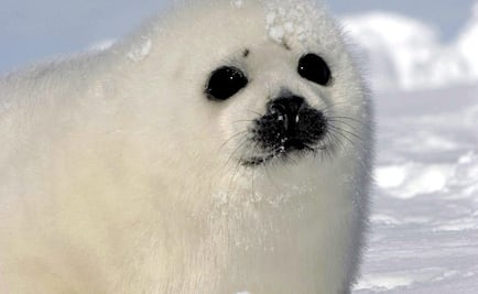 Con focas evaluarán efectos del cambio climático