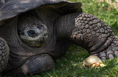 Celebran nacimiento de la primera tortuga bebé albina gigante de Galápagos 