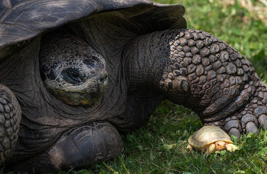 Nacimiento de una tortuga albina. Foto: vía facebook Tropiquarium de Servion