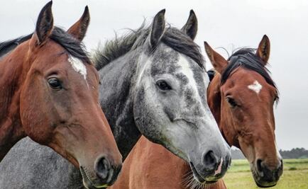 ¿Terapia con caballos?