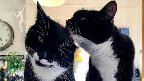 La verdadera razón por la que ronronean los gatos