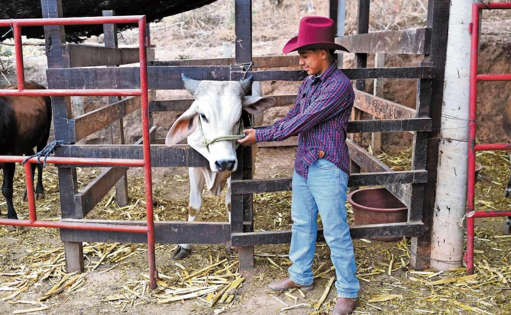 Los toros que se utilizan en este tipo de eventos llegan a pesar más de 600 kilos. FOTO: SALVADOR CISNEROS SILVA/EL UNIVERSAL