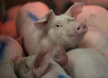 México puede importar cerdo de 10 países, además de EU: Sagarpa
