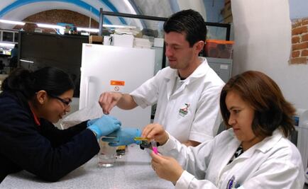 Modifican gen del amaranto para potenciar su actividad antihipertensiva