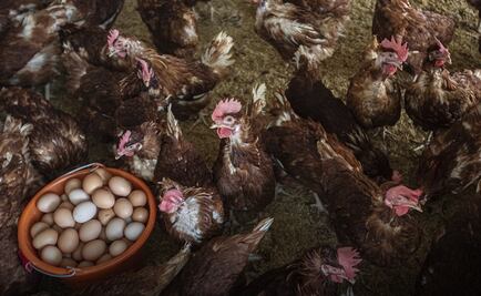 Alza en precio del huevo pone en duda si proviene o no de gallinas libres de jaula