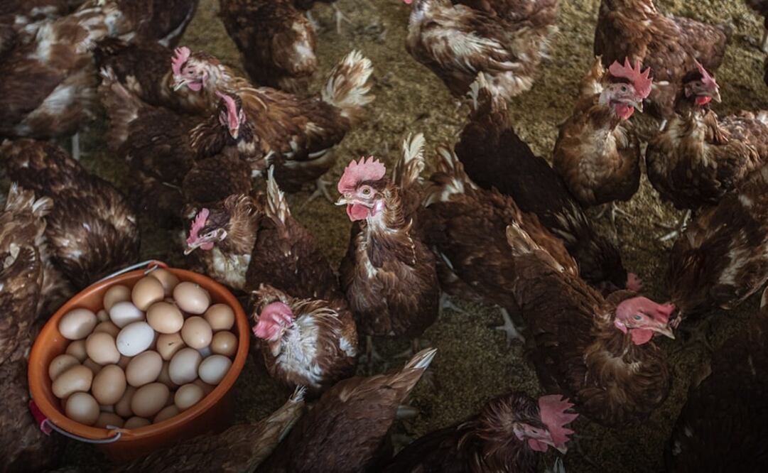 Foto: Cortesía. The Humane League México