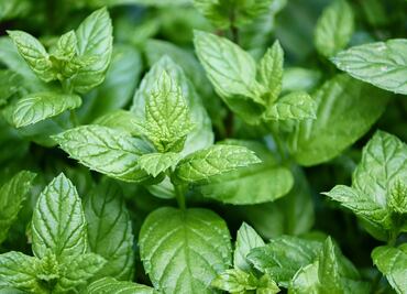 La hierba que puedes agregarle al té en las mañanas que alivia los dolores y el cansancio