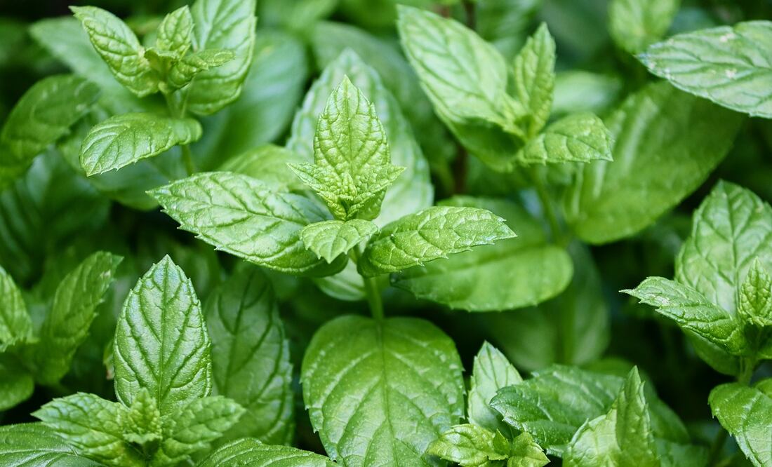 Menta contra la fiebre. Fuente: Pixabay