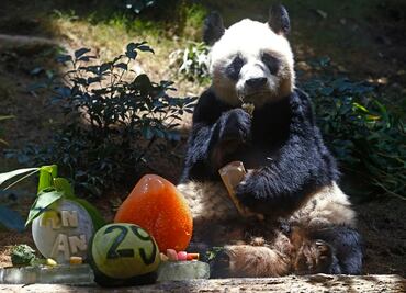 Fallece en Hong Kong An An, el panda más anciano del mundo en cautiverio