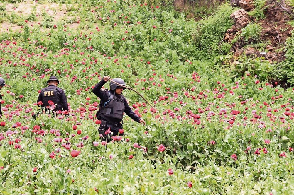 Elementos del ejército y la policía de Guatemala llevan a cabo esta semana operativos en el Departamento de San Marcos, en el suroccidente del país, para erradicar los sembradíos de amapola. (CORTESÍA POLICÍA NACIONAL CIVIL DE GUATEMALA)