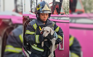 Rescatan a perrito que quedó prensado en taxi que volcó en Calzada San Antonio Abad; conductor falleció