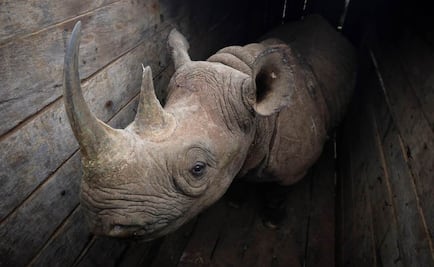 Mueren ocho rinocerontes negros en Kenia durante reubicación