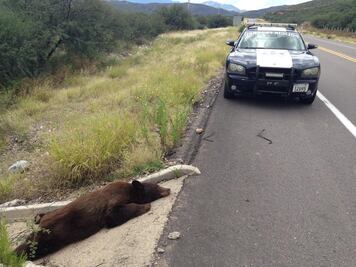 Sepultan en basurero restos de osezno atropellado en Sonora