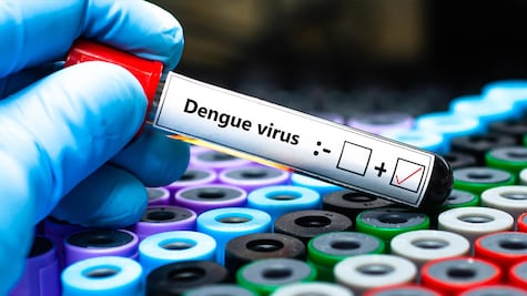 Día mundial contra el dengue