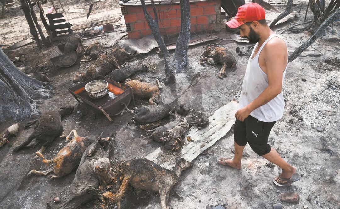 Un granjero argelino, a las afueras de la ciudad de El Tarf.