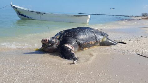 Hallan cuerpo de tortuga en estado de descomposición en Yucatán