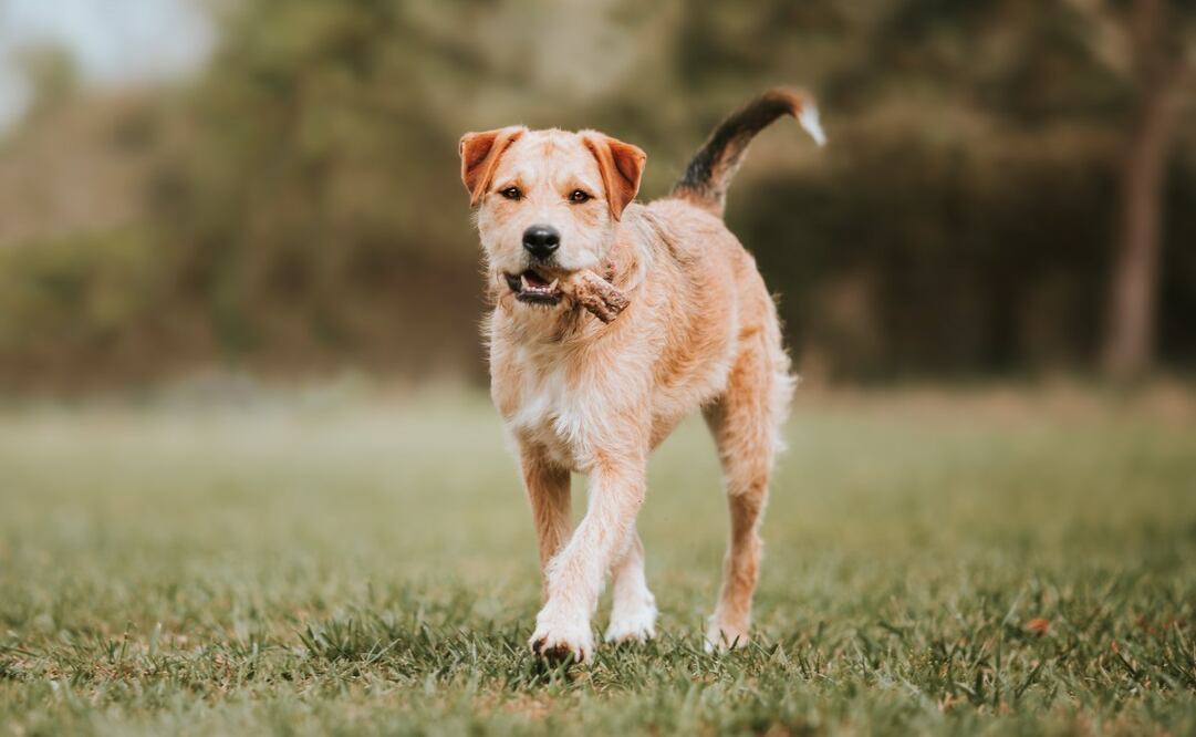 Una mala alimentación puede provocar que tu perrito se enferme. Imagen: Unsplash