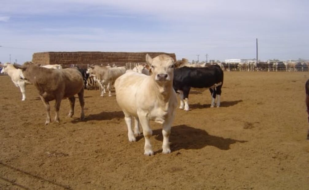 ¿Qué es la brucelosis? Síntomas, causas y cómo tratar la enfermedad