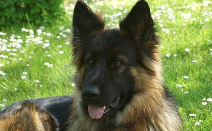 Muere perro policía de Houston por golpe de calor tras quedar encerrado en una patrulla