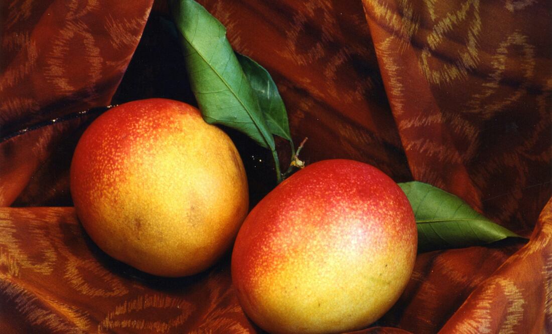 Con esta técnica podrás saber si los mangos están en su punto. Foto: Unsplash