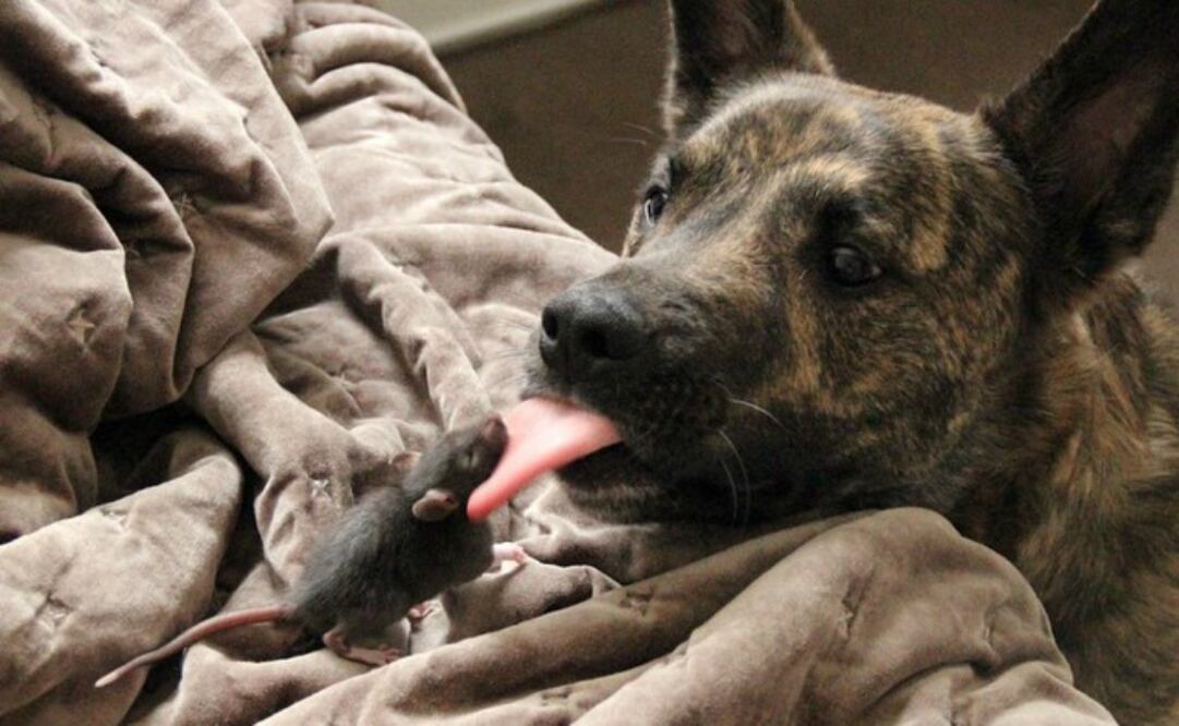 Ahora las imágenes de esta inusual pareja se han vuelto un hit en la plataforma gracias a las escenas que comparten juntos . (Foto: Especial )