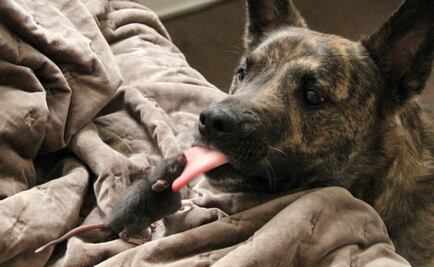 Una rata y un perro se vuelven virales en Instagram